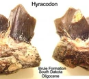Hyracodon