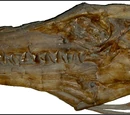 Tylosaurus