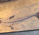 Cimolichthys
