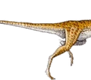 Coelophysis