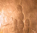 Bird ichnology
