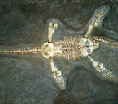 Plesiosaur