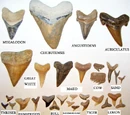 Shark teeth