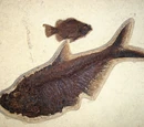 Diplomystus