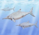 Brachypterygius