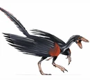Archaeopteryx