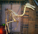 Ornithomimosauria