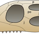 Diapsid