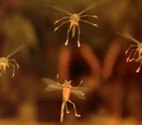 Mosquitos