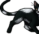 Tallstar