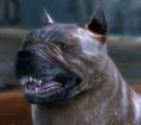 Chien mabari du héros