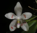 Phalaenopsis tetraspis