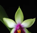 Phalaenopsis bellina