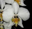 Phalaenopsis amabilis