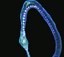 Hydra