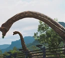 Les Brachiosaurus