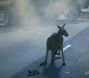 Kangaroo
