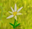 Edelweiss (plant)