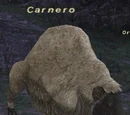 Carnero