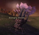 Gangly Gean