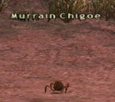 Murrain Chigoe