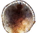 Beaver Pelt