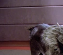 Targ