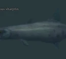 An edacious sharpfin