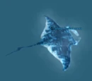 A large Icelad manta