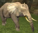 Elephant