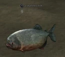 Shallows fish