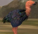 A rotbeak