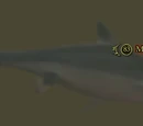 Megalodon