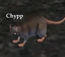 Chypp