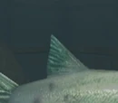 A large valetail trout