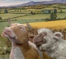 The Sheep and the Cow