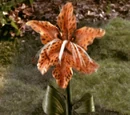 Tiger Lily