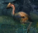 Greater Timberstrider