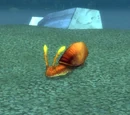 Shimmershell Snail