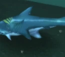 Hammerhead Shark