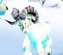 Alterac Ram
