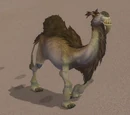 Wild Camel