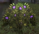 Wolfsbane