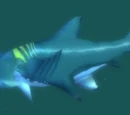Reef Shark