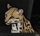 Babou