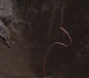 Fyrine IV creature