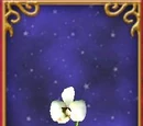Pearl Orchid