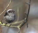 Aegithalidae
