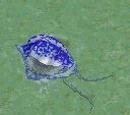 Man O' War