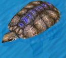 War Turtle